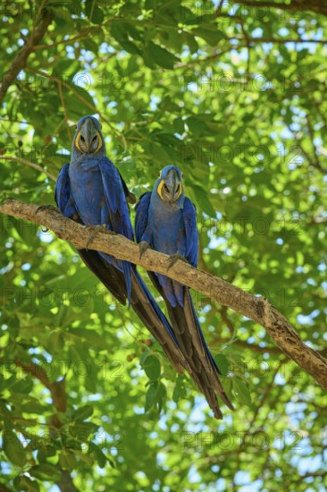 Pair of blue parrots sitting peacefully on a branch in a light-flooded forest, Hyacinth Macaw