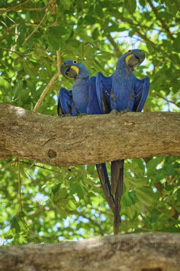 Pair of blue parrots sitting on a large branch, surrounded by lush canopy, Hyacinth Macaw