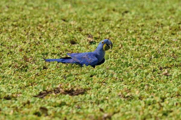 A blue parrot sits quietly in a dense green shore area of a lake with water lettuce and drinks