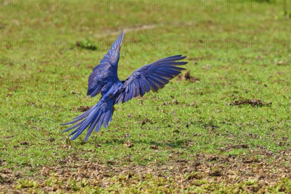 Blue parrot flies with outstretched wings over a green meadow, Hyacinth Macaw (Anodorhynchus
