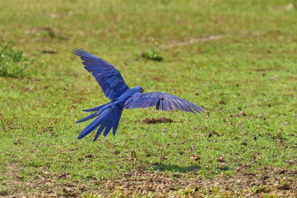 Blue parrot in flight over a green lawn with outstretched wings, Hyacinth Macaw (Anodorhynchus
