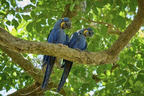 Pair of blue parrots on a branch amidst tropical foliage, Hyacinth Macaw (Anodorhynchus