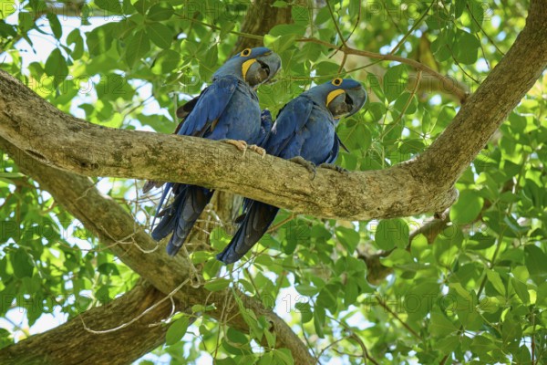 Two parrots camping together on a tree branch in the greenery, Hyacinth Macaw (Anodorhynchus