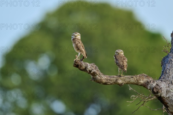 Two owls calmly perched on a branch with a green, blurred background, Burrowing Owl (Athene
