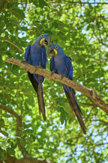 Two blue parrots looking at each other, surrounded by green foliage and sunlight, Hyacinth Macaw