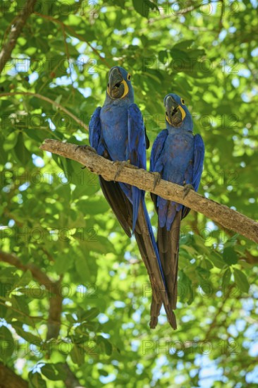 Two blue parrots sitting on a branch with vivid green leaves in the background, Hyacinth Macaw