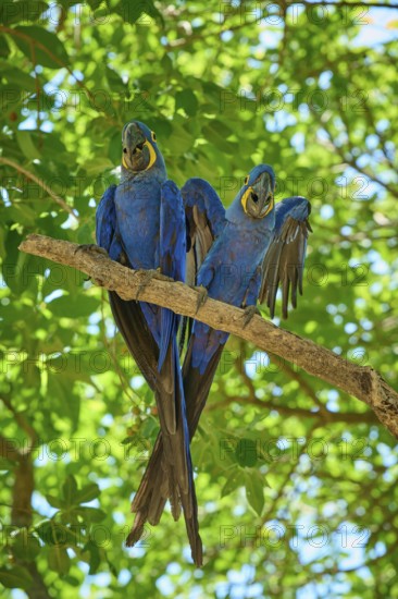 Two blue parrots resting together on a tree branch in a tropical environment, Hyacinth Macaw