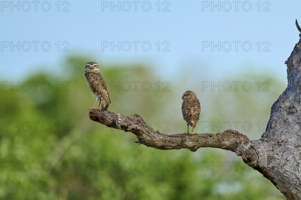 Two owls sitting on a branch in front of a blurred green background under a blue sky, Burrowing Owl