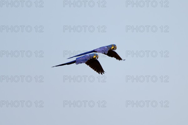 Two flying Hyacinth Macaws in front of a bright blue sky, symbolising freedom in nature, Hyacinth