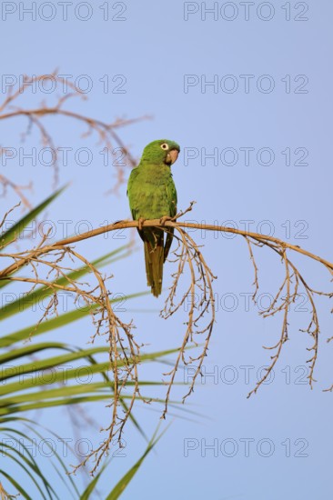 Green parrot sitting alertly on a branch with clear sky in the background, Blue-headed Parakeets or