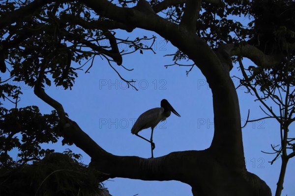 A bird sits silhouetted on a branch against a blue evening sky, Jabiru (Jabiru mycteria), Pantanal,
