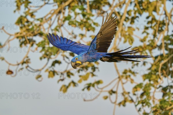 Blue parrot in flight in front of a tree in the background, Hyacinth Macaw (Anodorhynchus