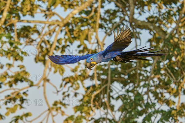 A blue parrot flies against a background of trees, Hyacinth Macaw (Anodorhynchus hyacinthinus),