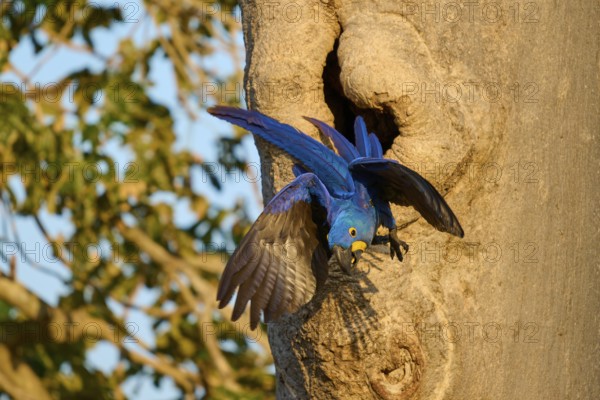 A blue parrot spreads its wings and flies away from its breeding den in a tree trunk, Hyacinth