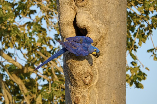 Blue parrot climbing on a tree trunk in front of a breeding den, Hyacinthine Macaw (Anodorhynchus