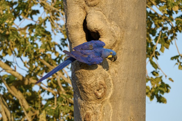 A blue parrot sitting on a tree trunk in front of a breeding den in sunny weather, Hyacinth Macaw