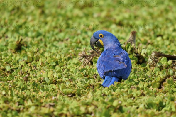 A blue parrot on a green background, looking backwards, on the shore of a lake with water lettuce
