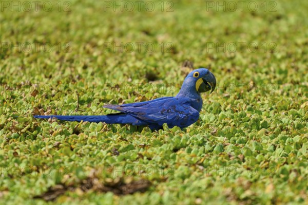A blue parrot sits amidst green vegetation on the shore of a lake with water lettuce and drinks
