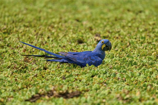 A blue parrot rests relaxed in a green shore area of a lake with water lettuce and drinks water,