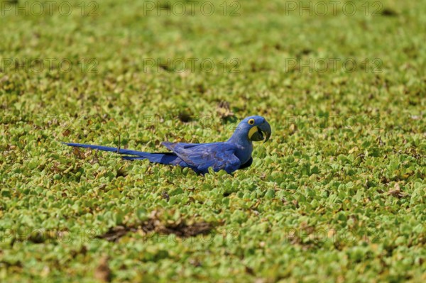 Calm resting of a blue parrot on green, shore area of a lake with water lettuce and drinking water,