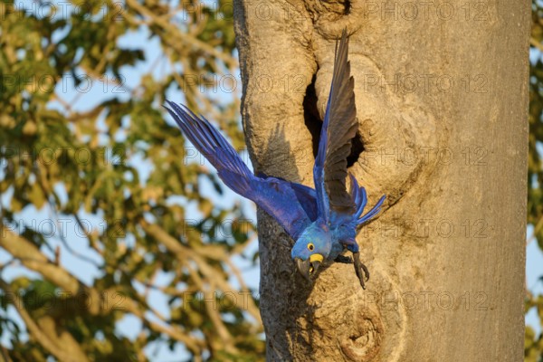 A blue parrot flies away from a nesting hole in a tree trunk, Hyacinth Macaw (Anodorhynchus