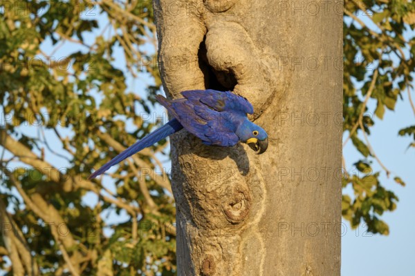 A blue parrot clings to a tree trunk in front of an open-air breeding den, Hyacinth Macaw