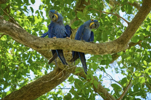Two blue parrots sitting on a branch in a tropical tree, Hyacinth Macaw (Anodorhynchus