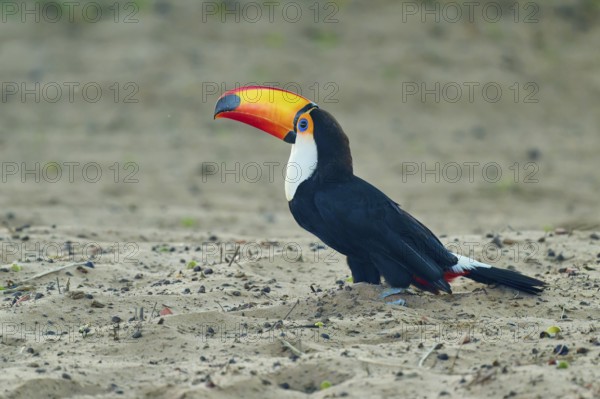 A toucan with an elongated beak poses on the sandy ground, giant toucan (Ramphastos toco),
