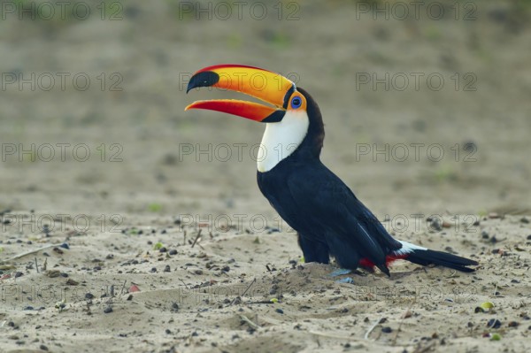 A toucan shows its distinctive beak, sitting on sand in a natural environment, giant toucan
