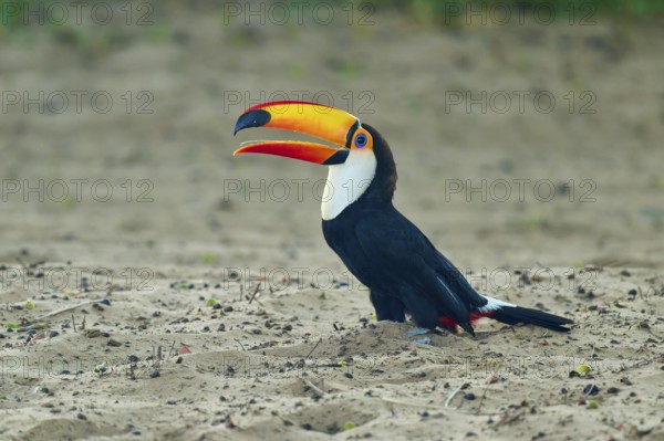 A toucan with a large, colourful beak on sandy ground, giant toucan (Ramphastos toco), Pantanal,