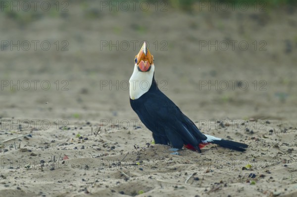 A toucan sits on sandy ground, its colourful beak is striking, giant toucan (Ramphastos toco),