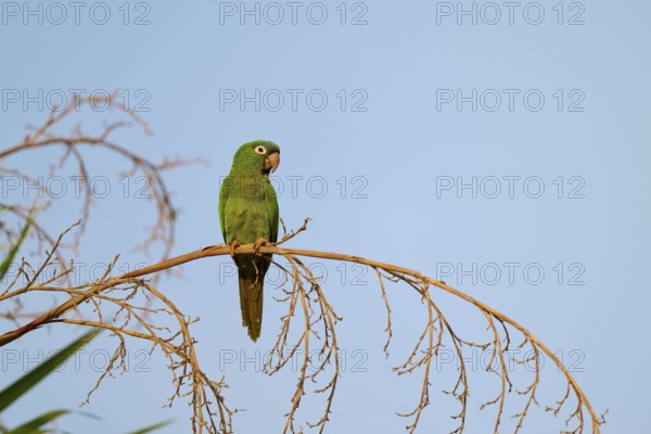 Green parrot sitting peacefully on a branch with blue sky in the background, Blue-headed Parakeets