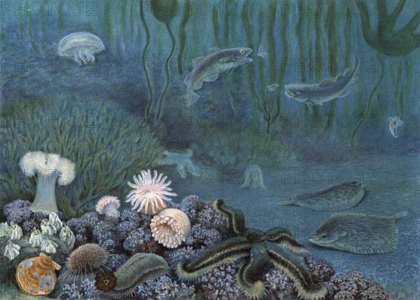 Symbolic image of marine fauna, includes the entire animal world in the marine habitat, authentic