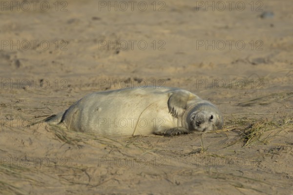 Grey seal (Halichoerus grypus) juvenile baby pup animal resting on a sand dune by a beach in