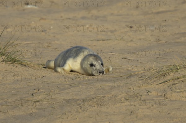 Grey seal (Halichoerus grypus) juvenile baby pup animal resting on a sandy beach in winter,