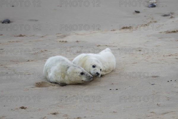 Grey seal (Halichoerus grypus) two juvenile baby pup animals on the sand of a beach in winter,