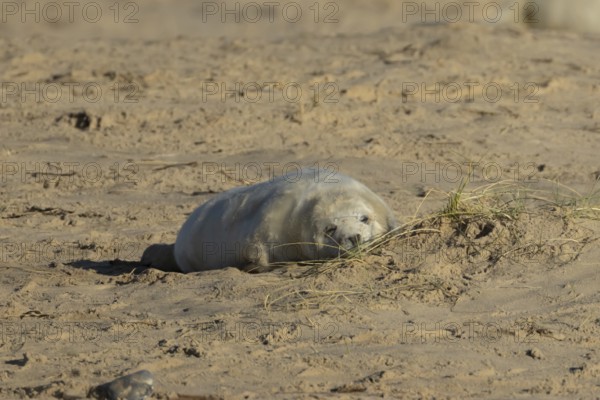 Grey seal (Halichoerus grypus) juvenile baby pup animal sleeping on a sandy beach in winter,