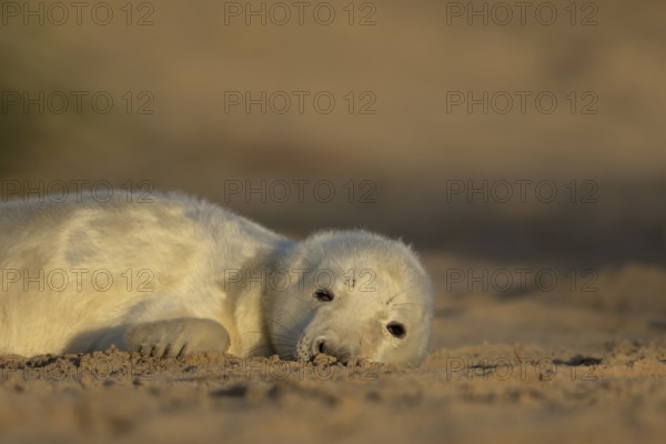 Grey seal (Halichoerus grypus) juvenile baby pup animal sleeping on a sand dune on a beach in