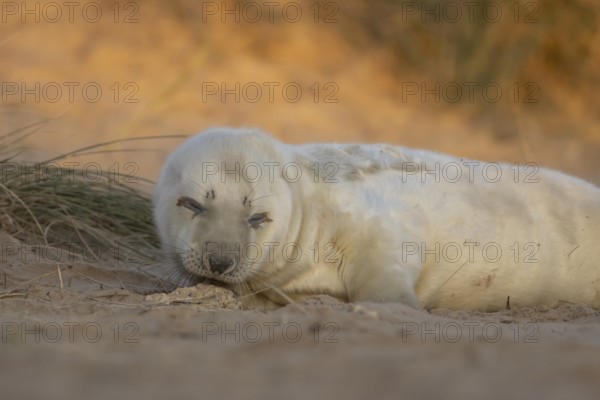 Grey seal (Halichoerus grypus) juvenile baby pup animal sleeping by a sand dune on a beach in