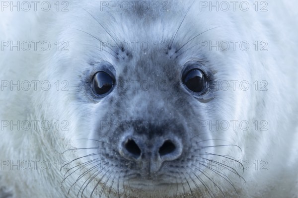 Grey seal (Halichoerus grypus) juvenile baby pup animal head portrait in winter, England, United