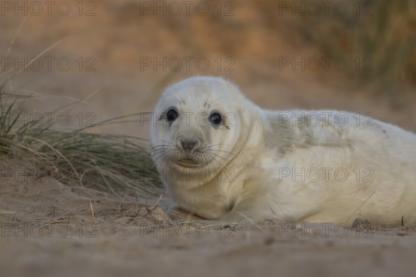 Grey seal (Halichoerus grypus) juvenile baby pup animal resting on a sand dune by a beach in