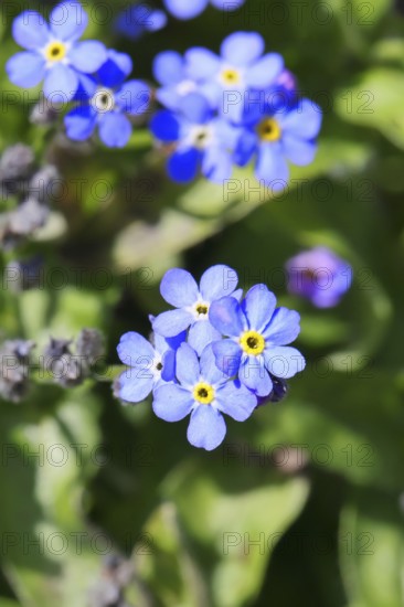 Marsh forget-me-not (Myosotis palustris), true forget-me-not in bloom in spring, close-up,