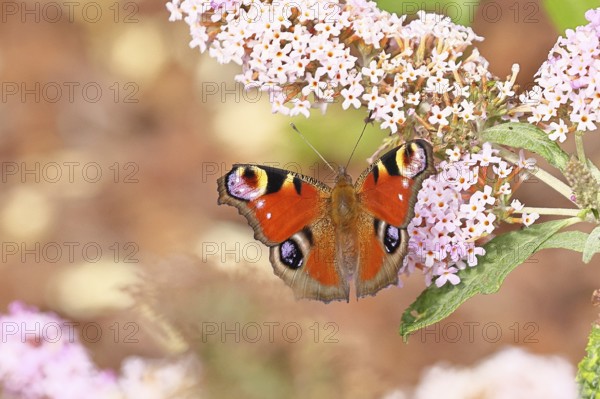 Peacock butterfly (Inachis io) sucking nectar on butterfly bush (Buddleja davidii), in a natural