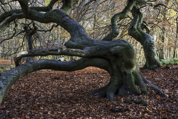 Süntelbuchen (Fagus sylvatica), cripple beeches, Hexenwald, Semper Forest Park, near Lietzow,