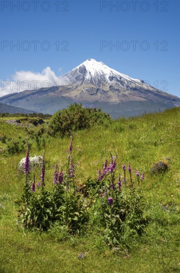 Mount Taranaki, in the foreground blooming foxglove (Digitalis purpurea) Egmont National Park,