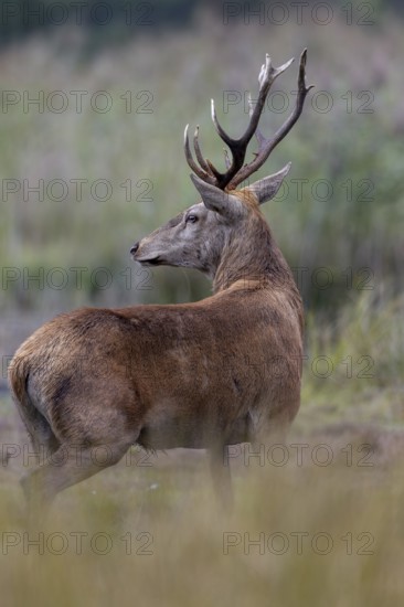 A few metres away from me, the red deer (Cervus elaphus) steps out of its daytime hiding place onto