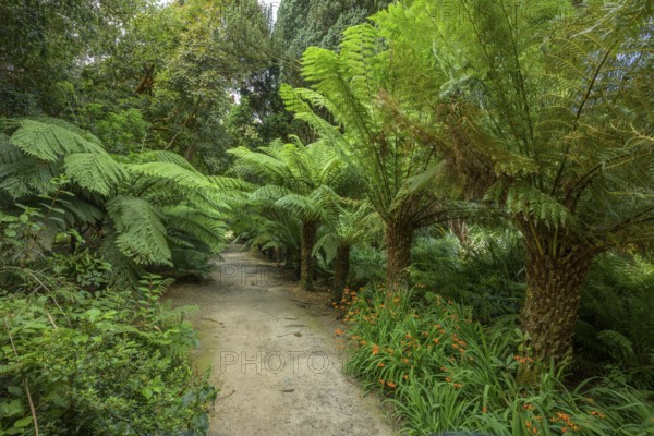Tree Ferns, National Botanic Gardens, Kilmacurragh, Dunganstown, County Wicklow, Ireland