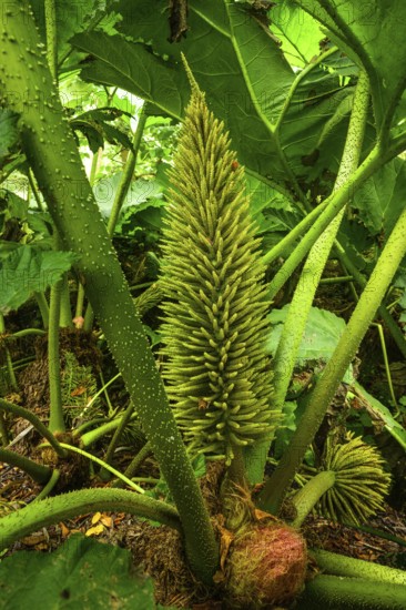 Inflorescence of mammoth leaf (Gunnera manicata), National Botanic Gardens, Kilmacurragh,
