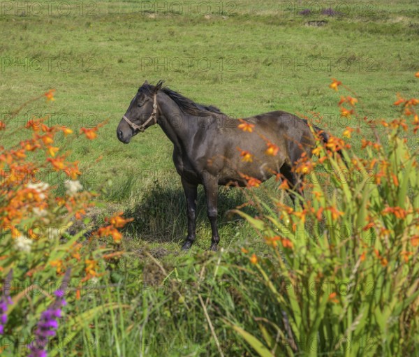 Horse and flowering montbretia (Crocosmia), Ireland