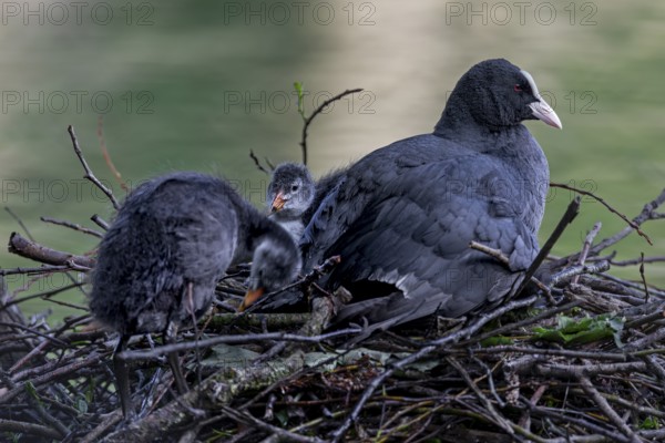 A coot (Fulica atra) adult bird resting with the young birds on this year's nest, rearing young,